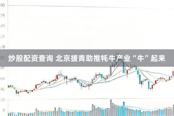 炒股配资查询 北京援青助推牦牛产业“牛”起来